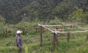 व्यावसायिक किवीखेतीमा जुट्दै खावाका किसान