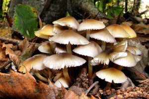 पुगेन सचेतना : रोकिएन जङ्गली च्याउ खाँदा अकालमा मृत्यु हुने क्रम, तीन चेपाङ बालबालिकाले गुमाए ज्यान